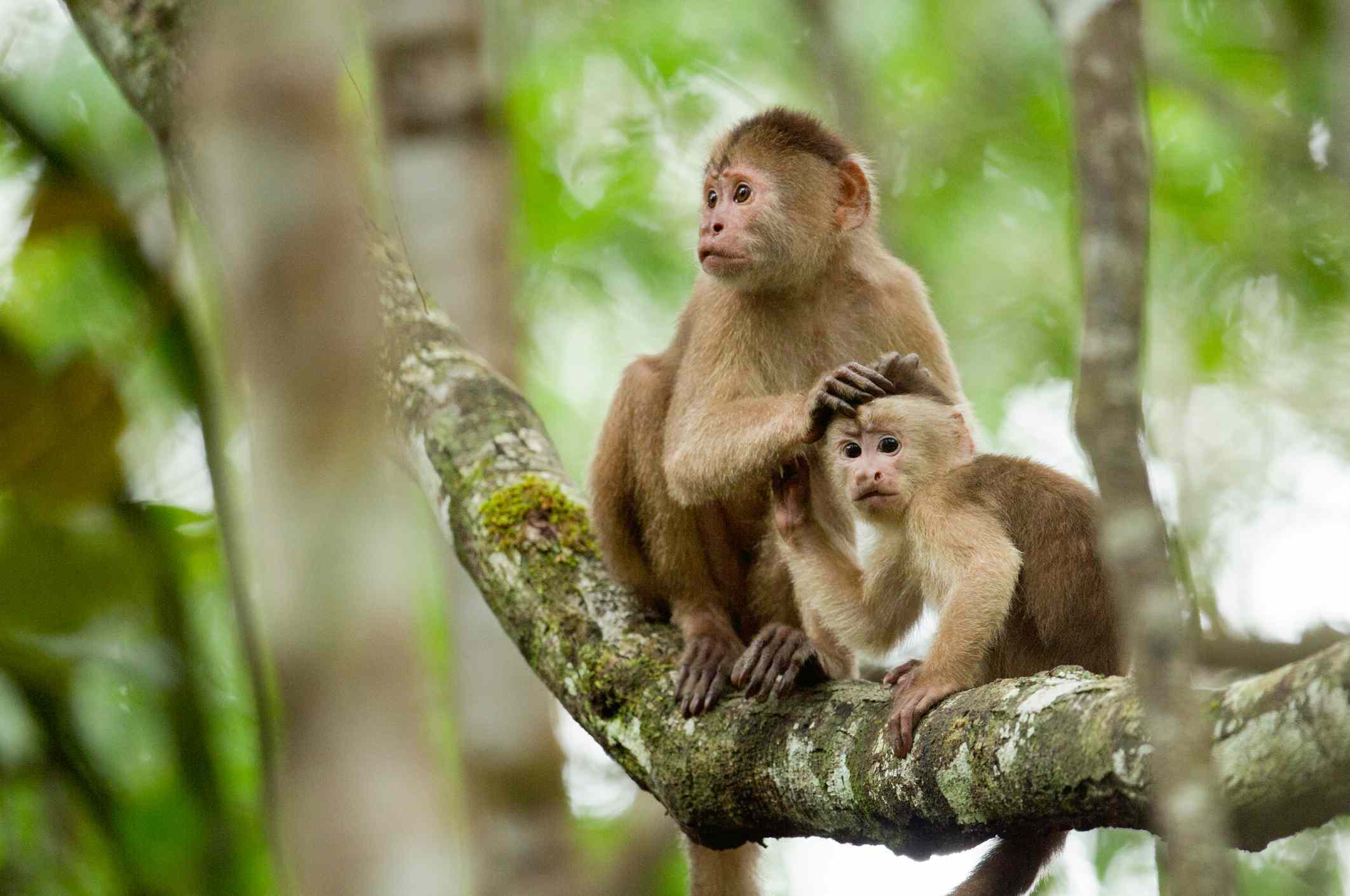 白色的卷尾猴妈妈在纳波河的支流上为她的孩子梳理毛发。