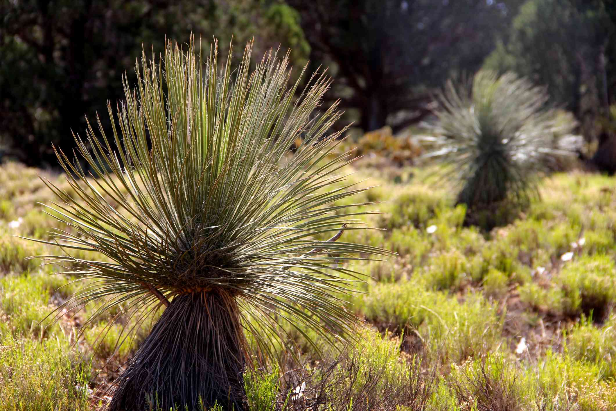 Sotol (Dasylirion wheeleri)