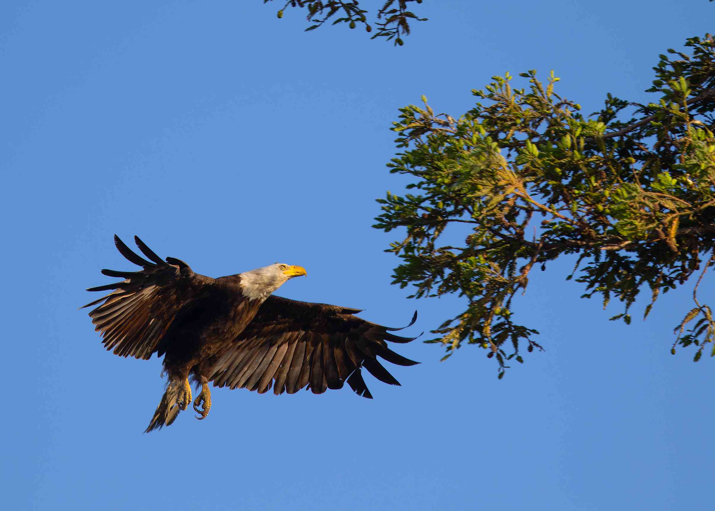 秃鹰在巢附近着陆，在北加州的野外看到“width=
