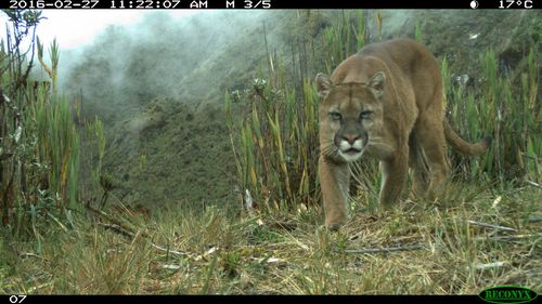 厄瓜多尔的一只美洲狮被摄像机捕捉到＂class=