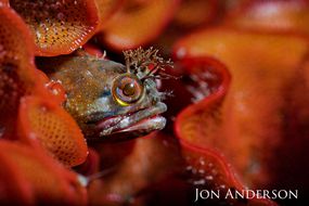 黄鳍金枪鱼fringehead