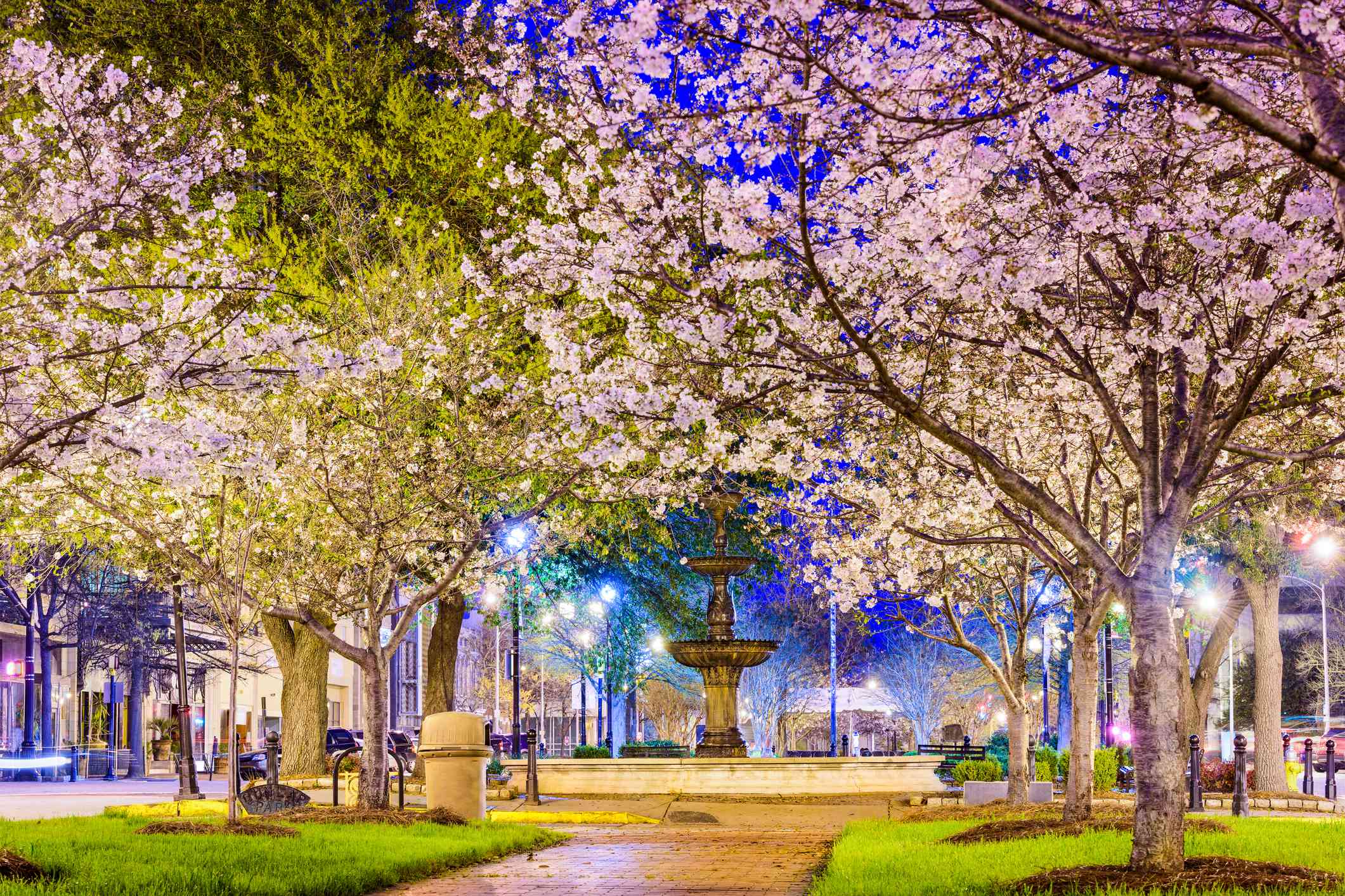 沿着梅肯市中心的乔治亚州梅肯市中心的一条小径铺在小小的绿草小草丛中的樱花树在暮光之城
