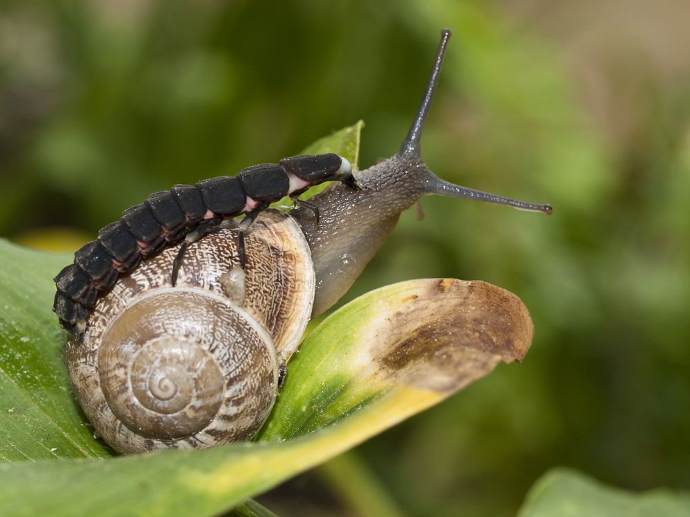 一只萤火虫幼虫开始吃蜗牛。＂width=