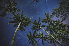 一群棕榈树伸向布满星星的夜空