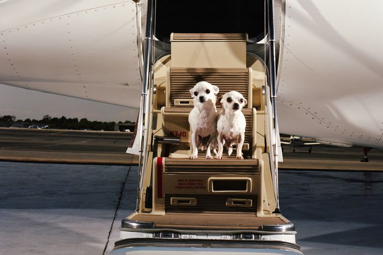 两只狗坐在私人飞机舷梯上。
