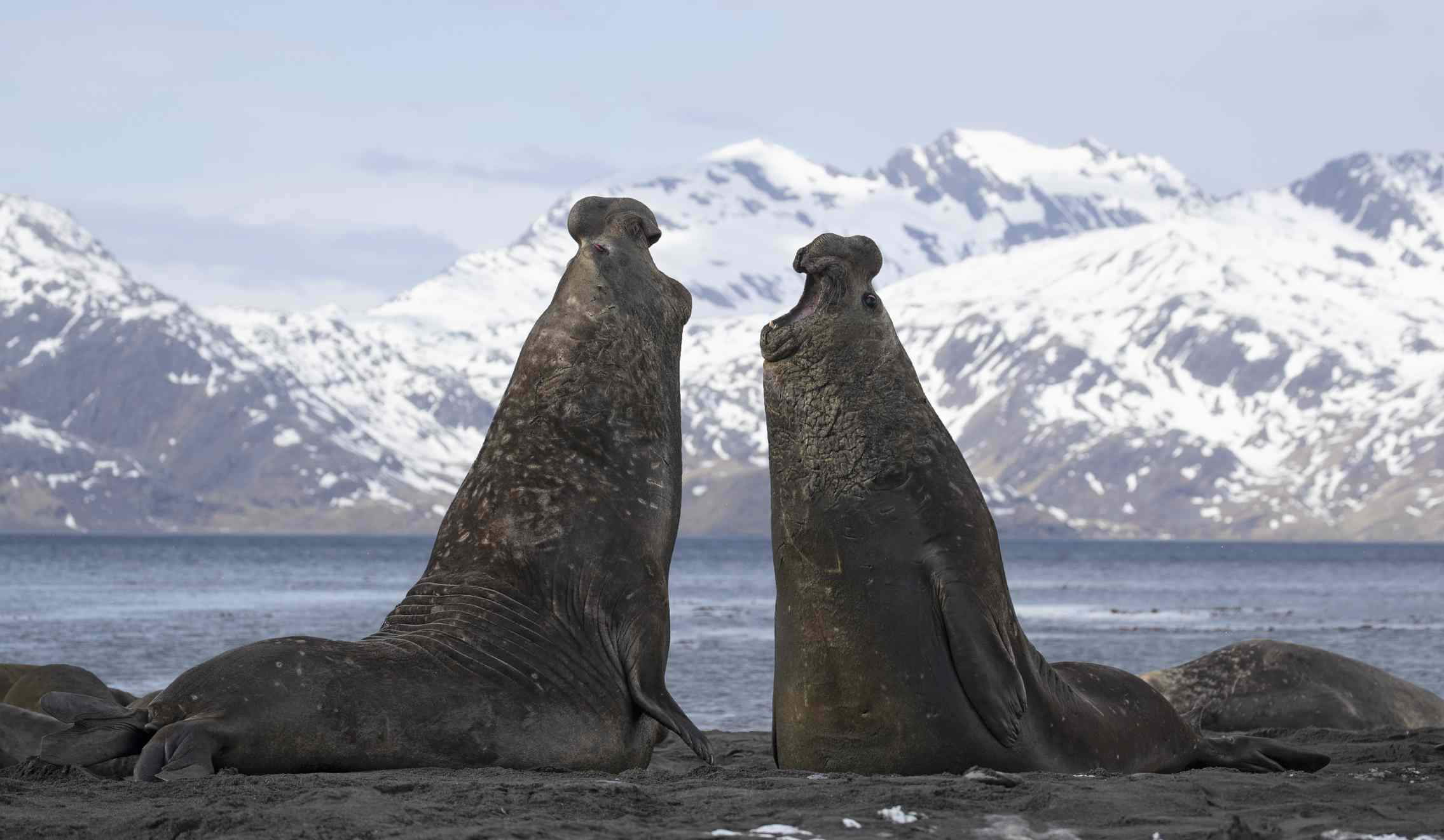 两只象海豹在南极洲的海岸上战斗。