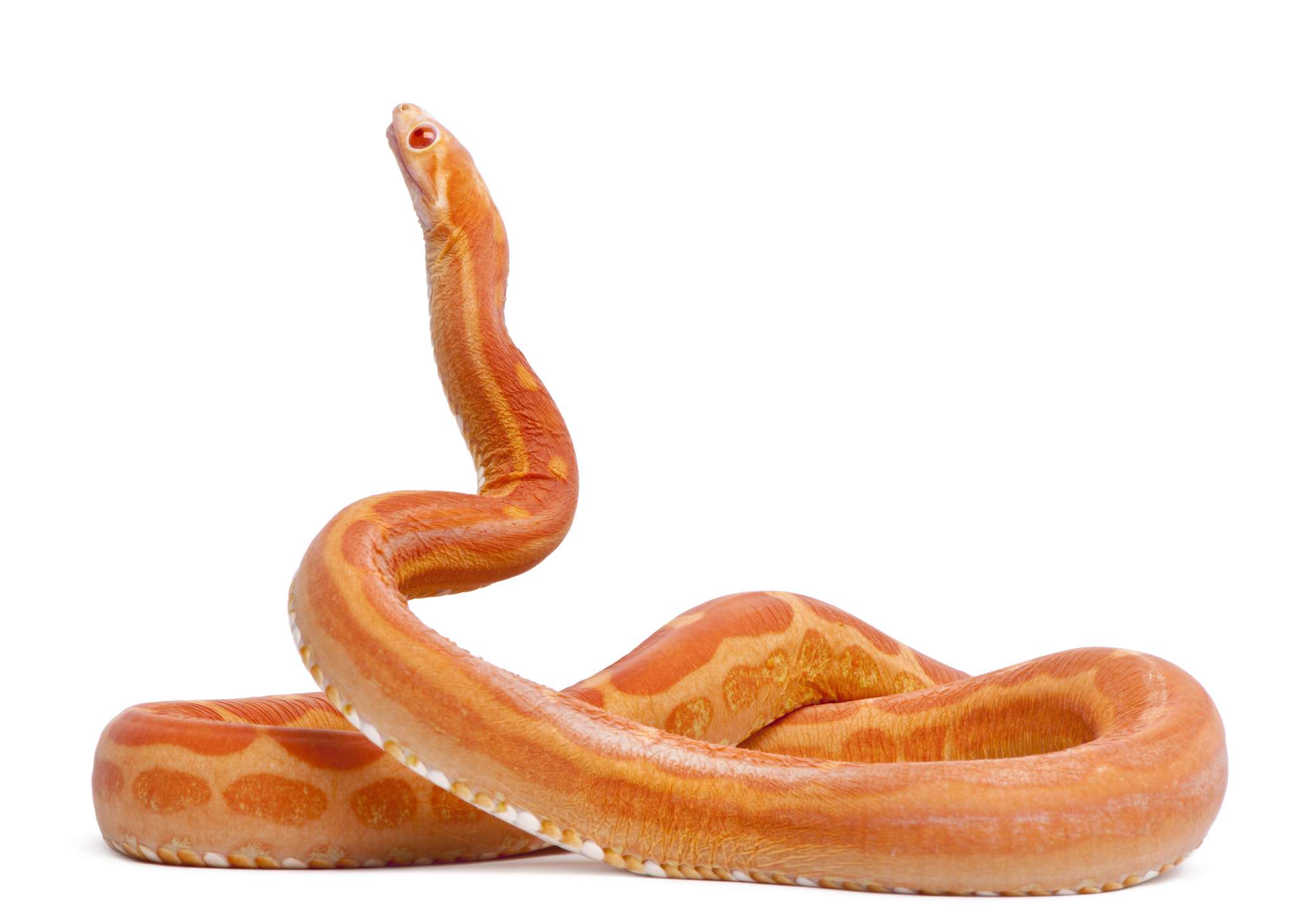 亮橙色无鳞玉米蛇盘绕与颈部延伸在白色背景＂width=