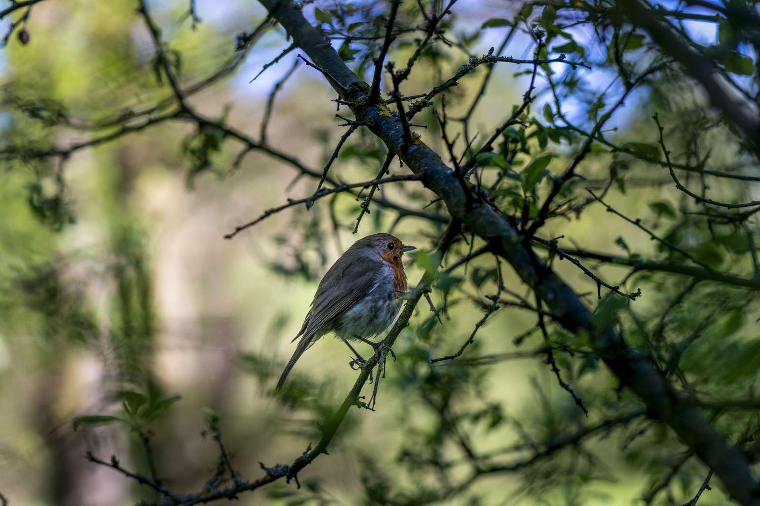 一只鸟心满意足地坐在灌木丛中