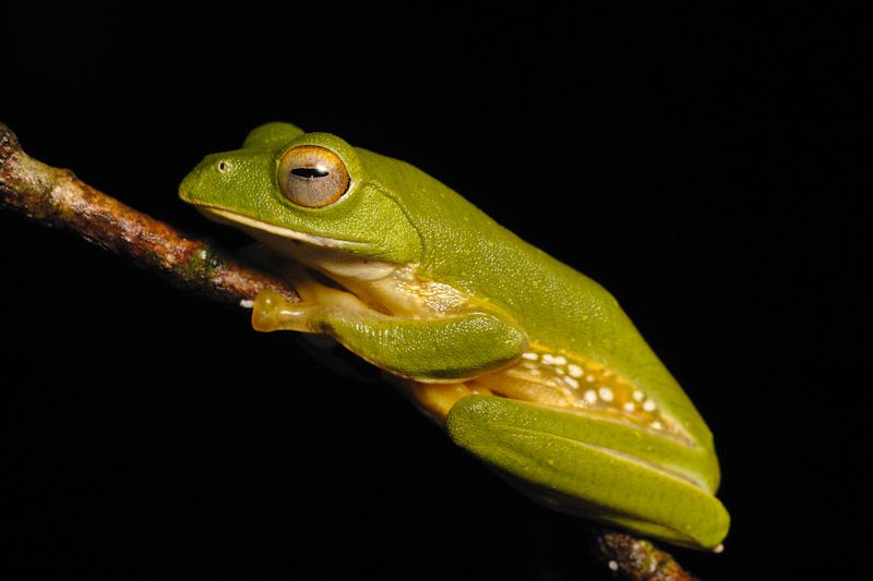 绿色的小青蛙,淡黄色的腹部,Anaimalai飞蛙,树的分支”width=