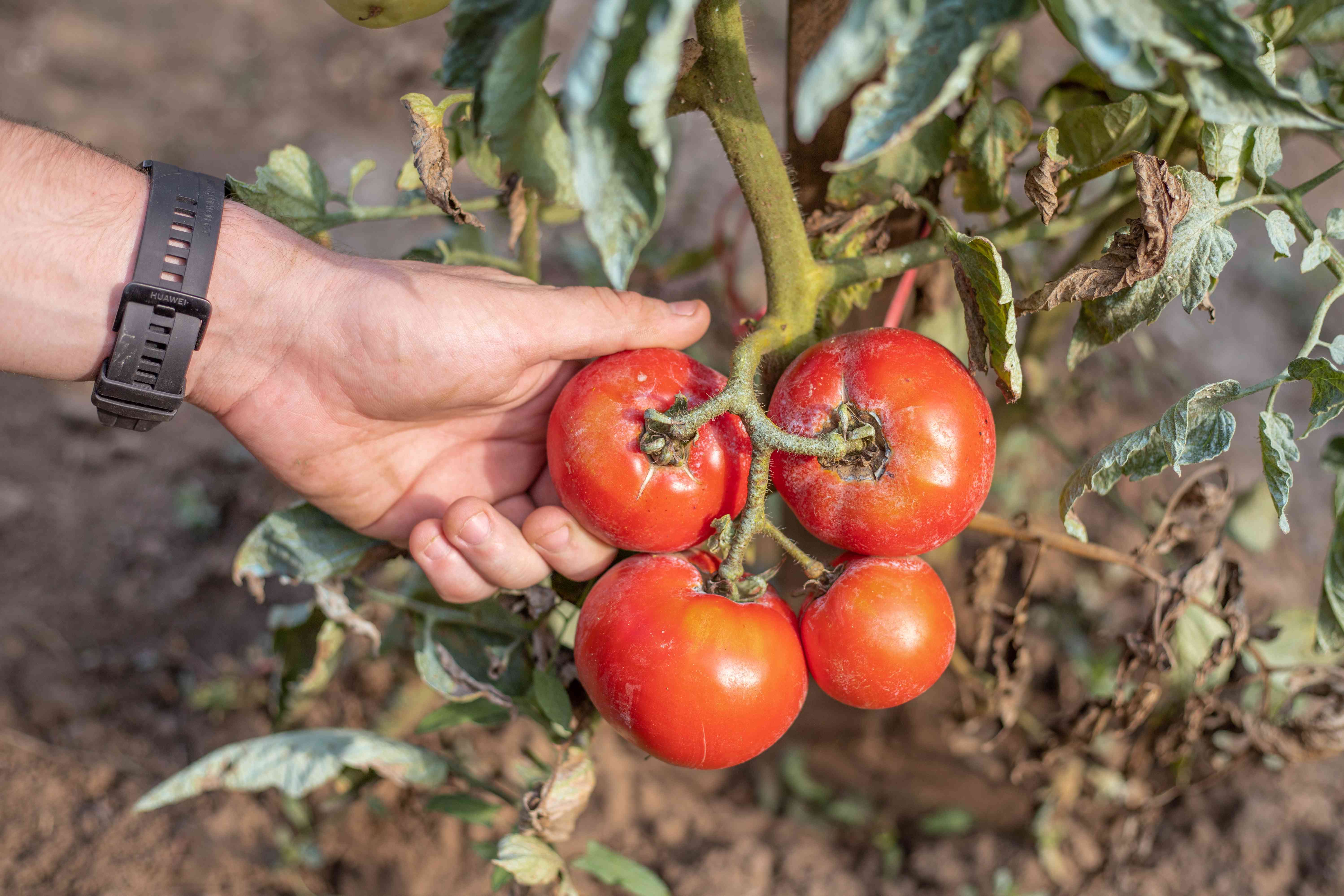 伸出手去从藤上摘熟了的红番茄＂width=