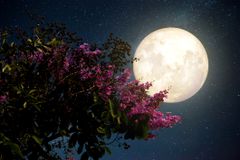 大月亮在夜里开花树的低角度景观