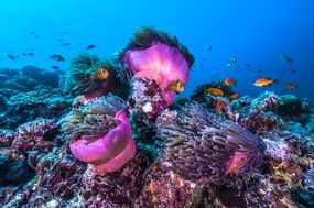 各种各样的鱼游泳围绕五颜六色的珊瑚