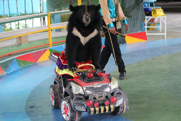 月熊在越南度假胜地开车＂class=