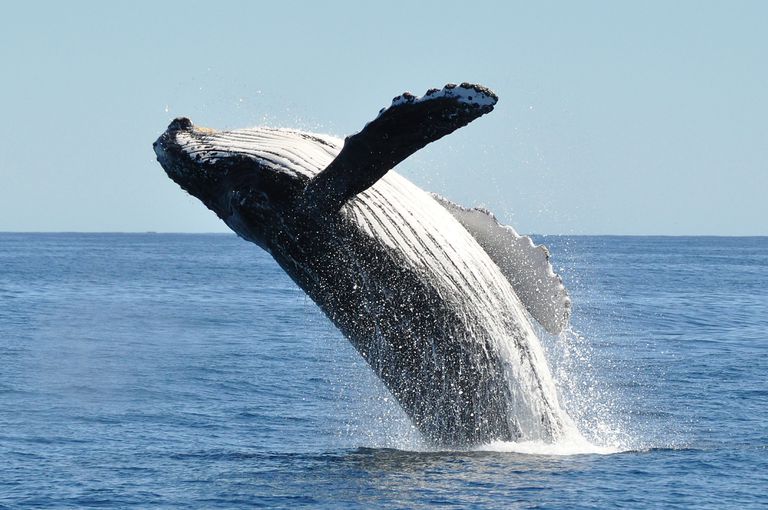 破浪的座头鲸从水里冒了出来＂class=