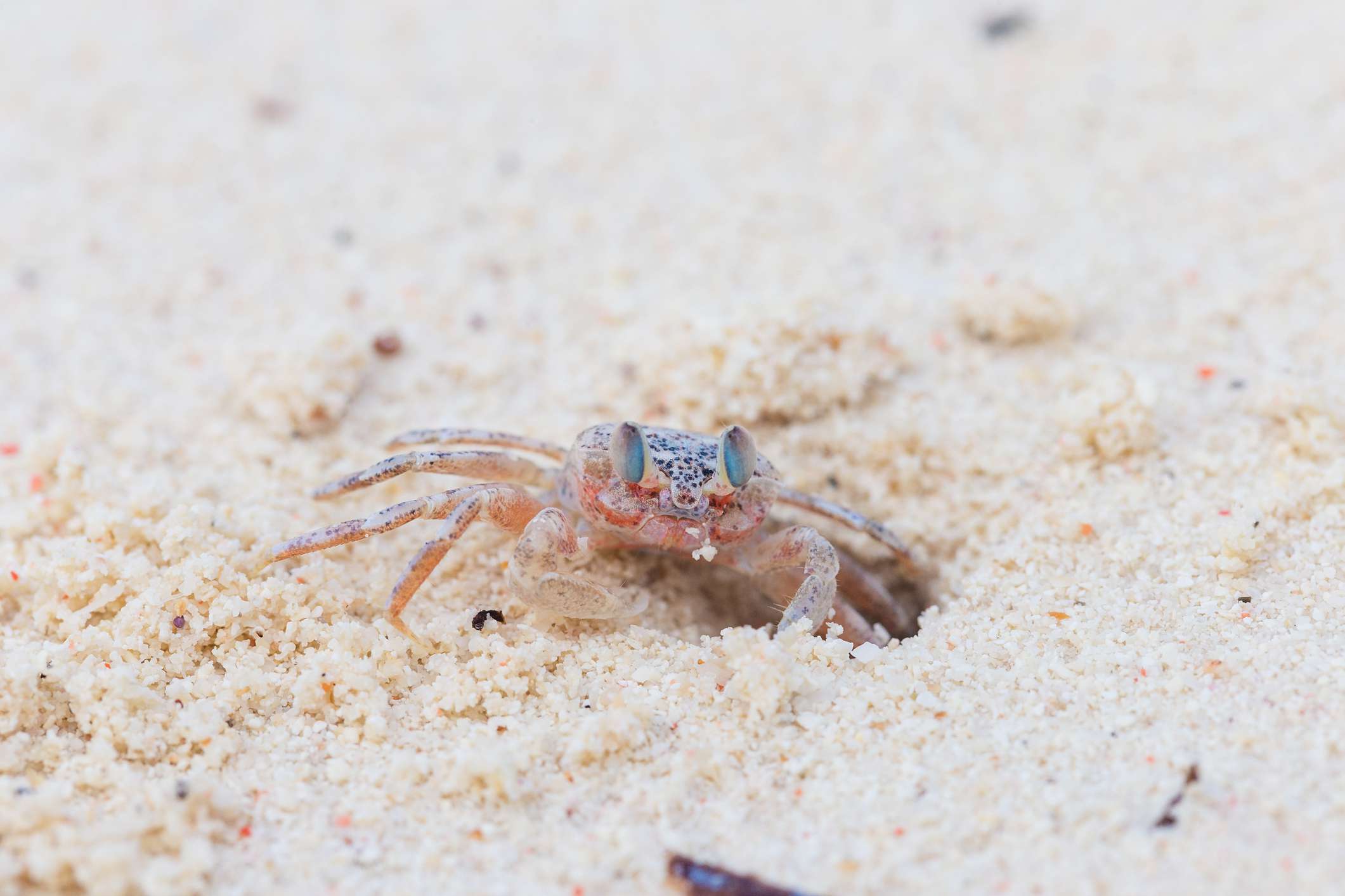 一只粉红色的鬼蟹在沙滩上挖洞的特写。