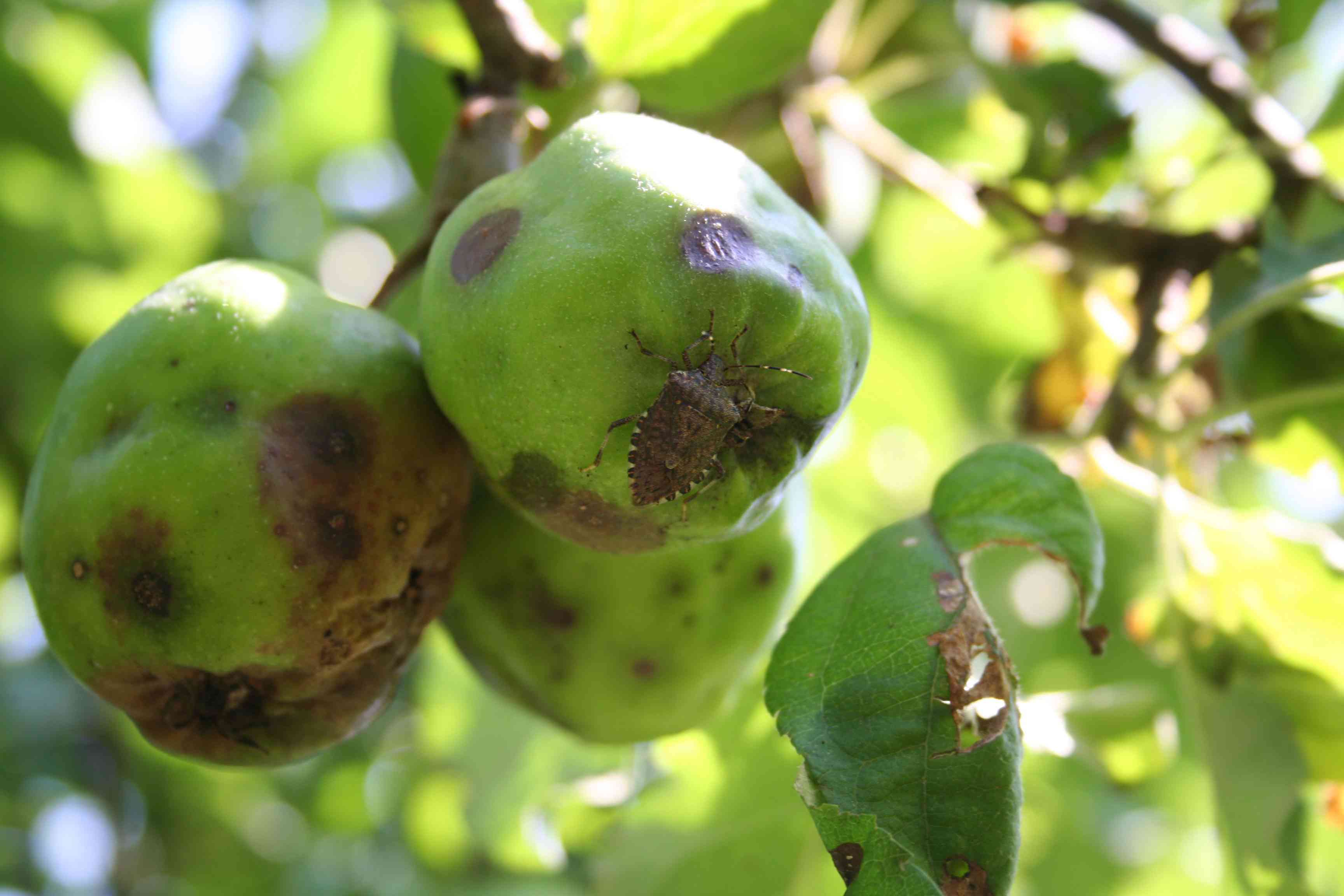 在果园里的苹果上有棕色斑点的臭虫＂width=