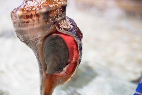 马海螺蜗牛“width=