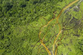 Aerial view of a Bai (saline, mineral lick) in the rainforest of the Congo Basin.