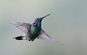 一只绿色的蜂鸟，有明亮的紫罗兰耳朵羽毛和灰翅“width=