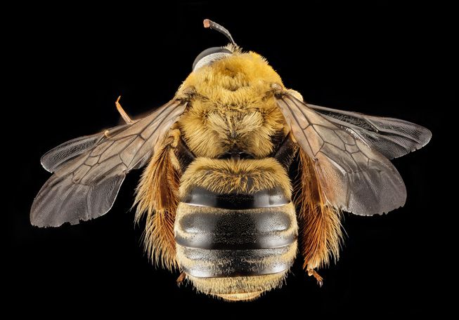 异种蜜蜂，也叫壁蜂