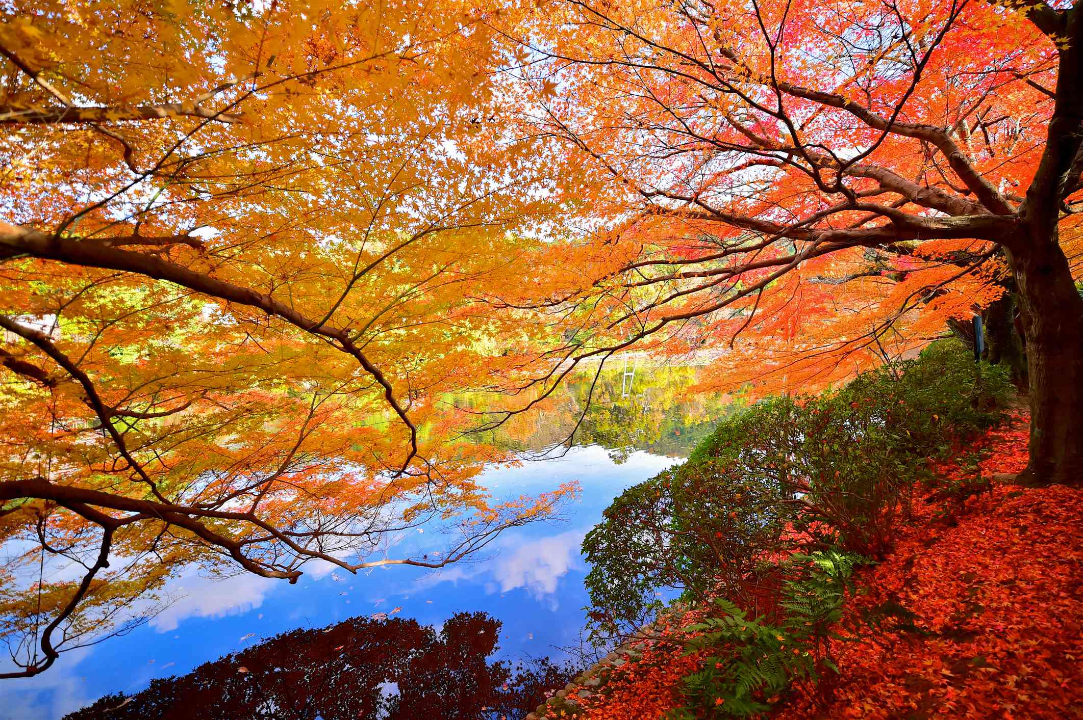 一棵树的精致的橙色叶子斜靠在水面上，下面的红花和绿灌木倒映在水中