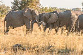 非洲稀树草原大象
