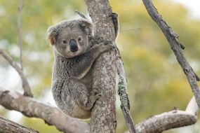 野生的考拉在澳大利亚