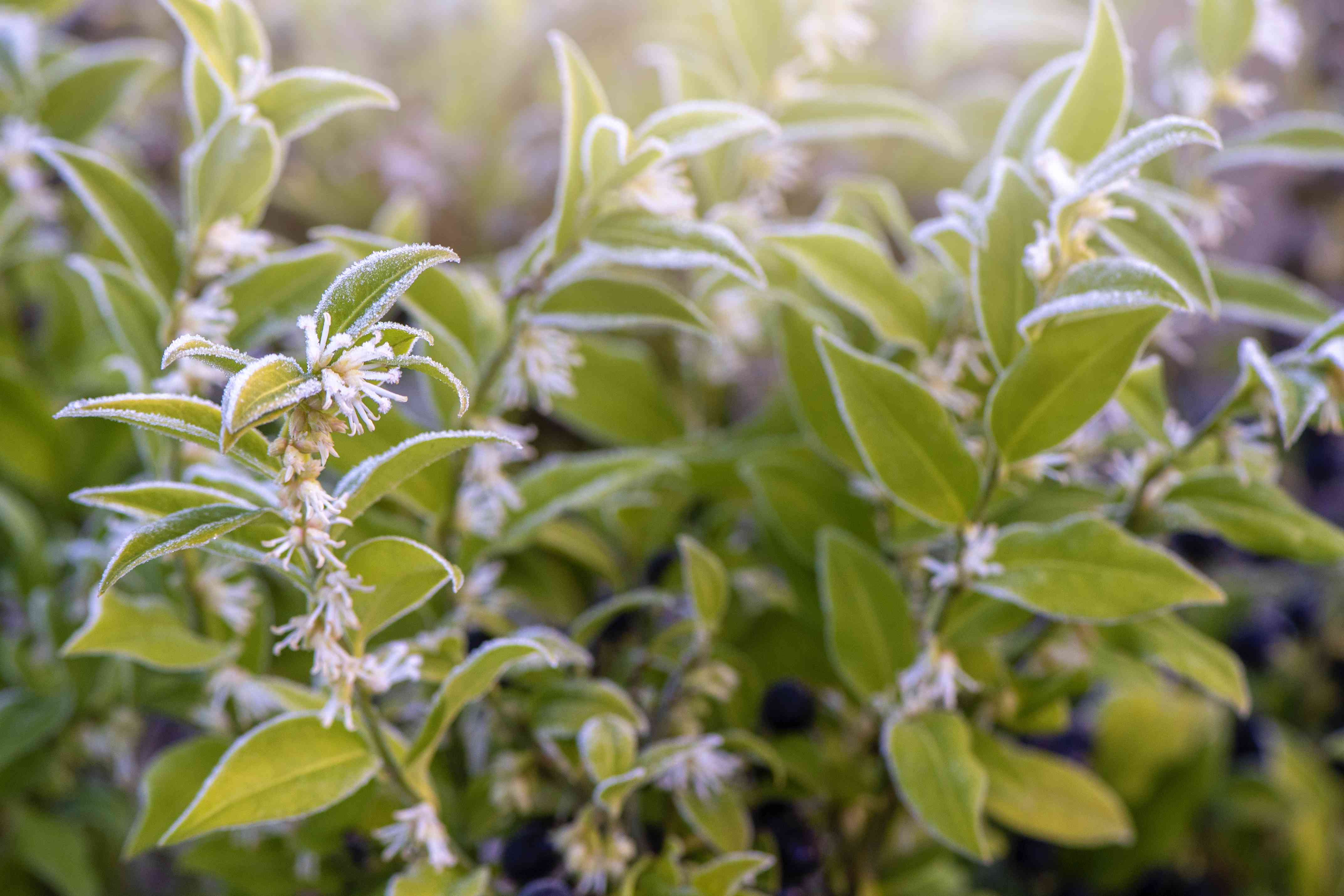 美丽的冬天开花的特写图像Sarcococca confusa白花”width=