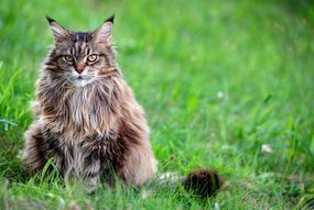 西伯利亚猫坐在草地上，看着相机＂width=