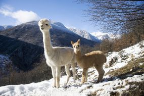 母亲羊驼与她的婴儿或Cria站在山景中“width=