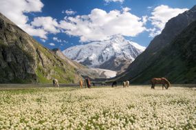 在吉尔吉斯斯坦，群山耸立在一群吃草的马群之上。