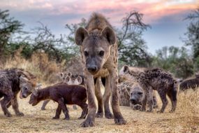 斑点鬣狗(Crocuta Crocuta)家族，博茨瓦纳