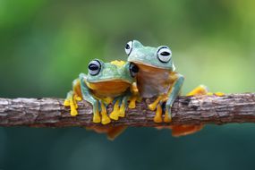 两只爪哇树蛙坐在树枝上，印度尼西亚