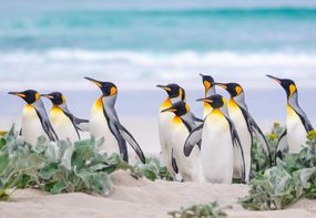 一群国王企鹅在福克兰群岛的海滩上＂width=