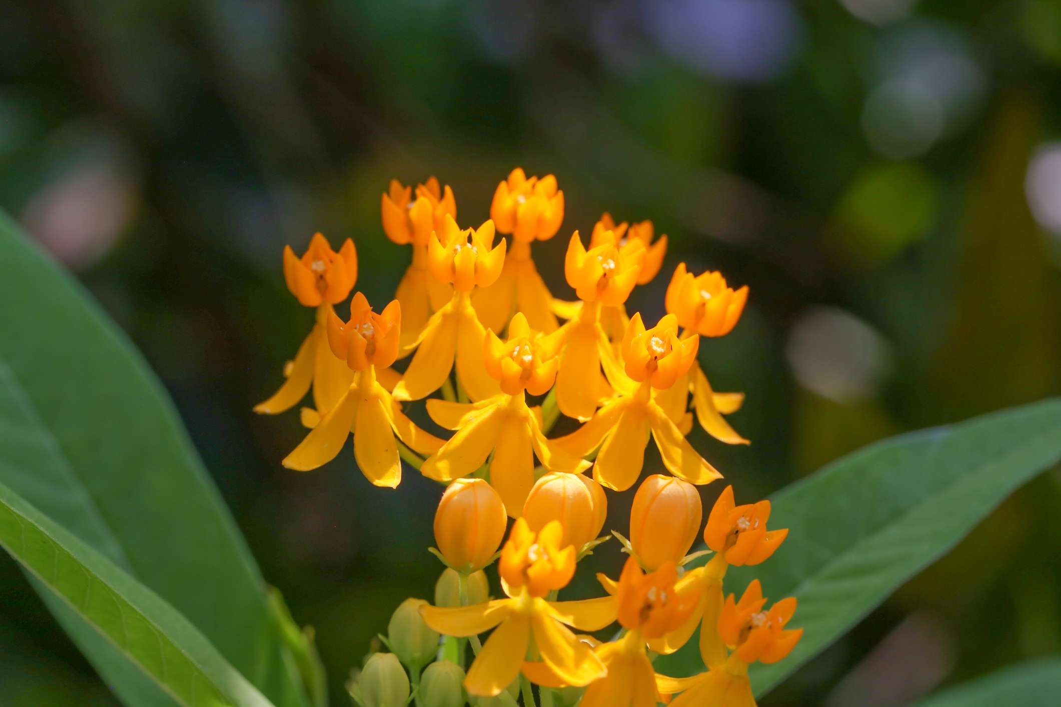 蝴蝶（Asclepias tuberosa）