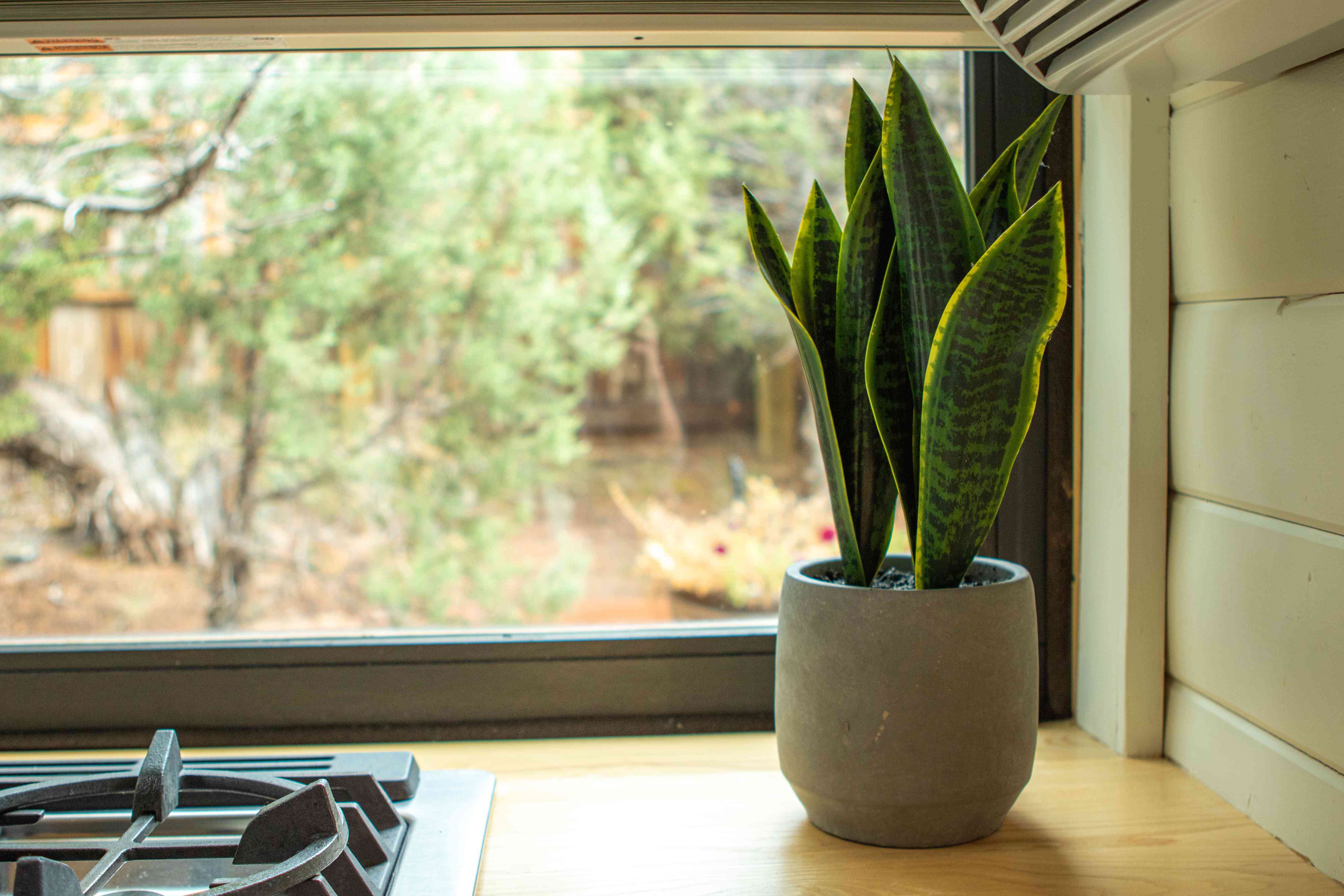 一盆室内盆栽蛇形植物放在厨房柜台上，紧挨着火炉和窗户