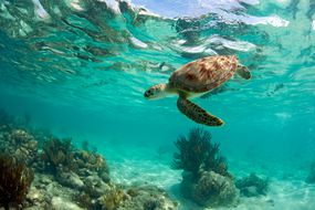 墨西哥海岸附近的一只濒临灭绝的绿海龟。＂width=