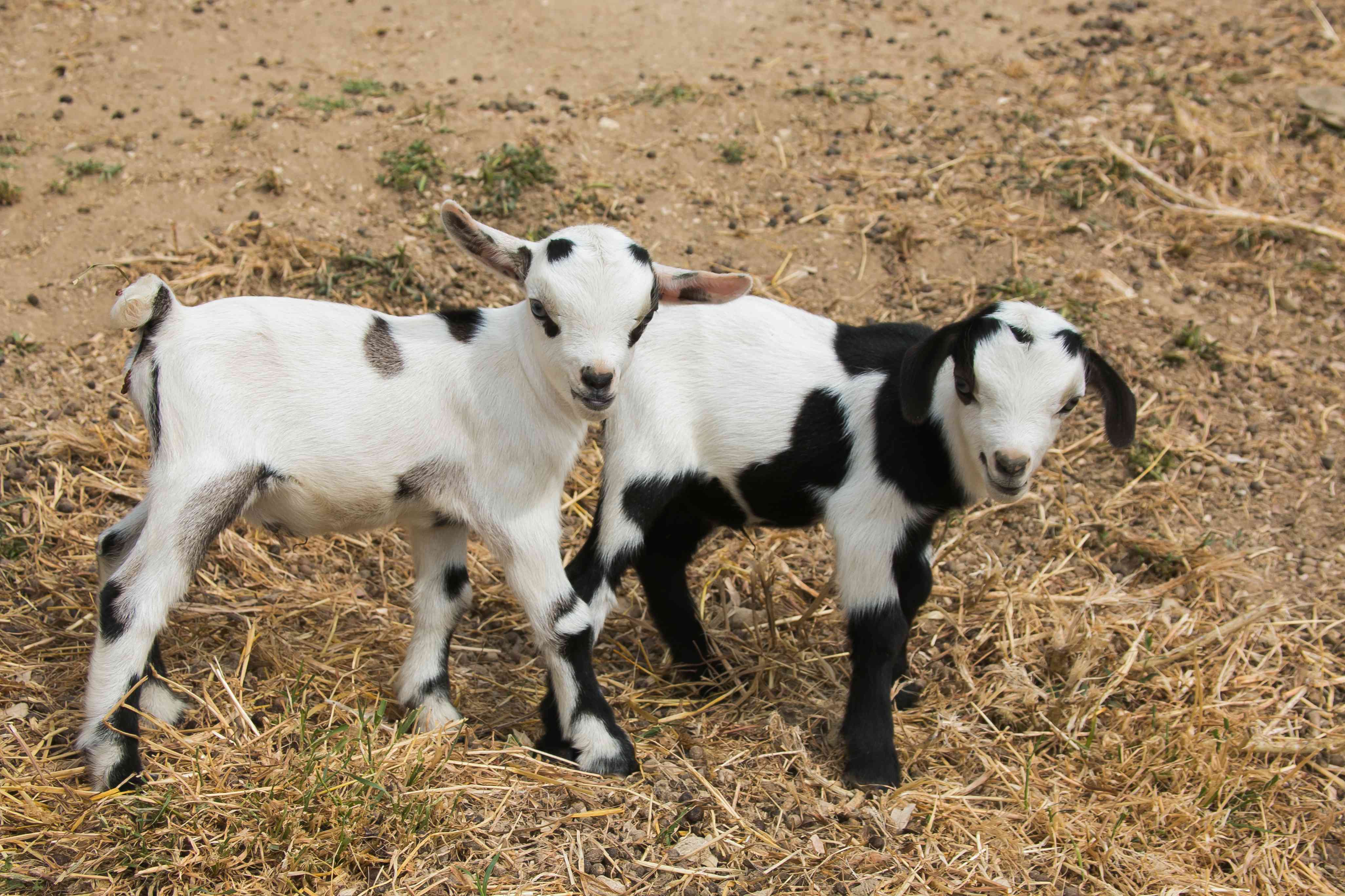 站立在秸杆的两个婴孩尼日利亚矮小的山羊