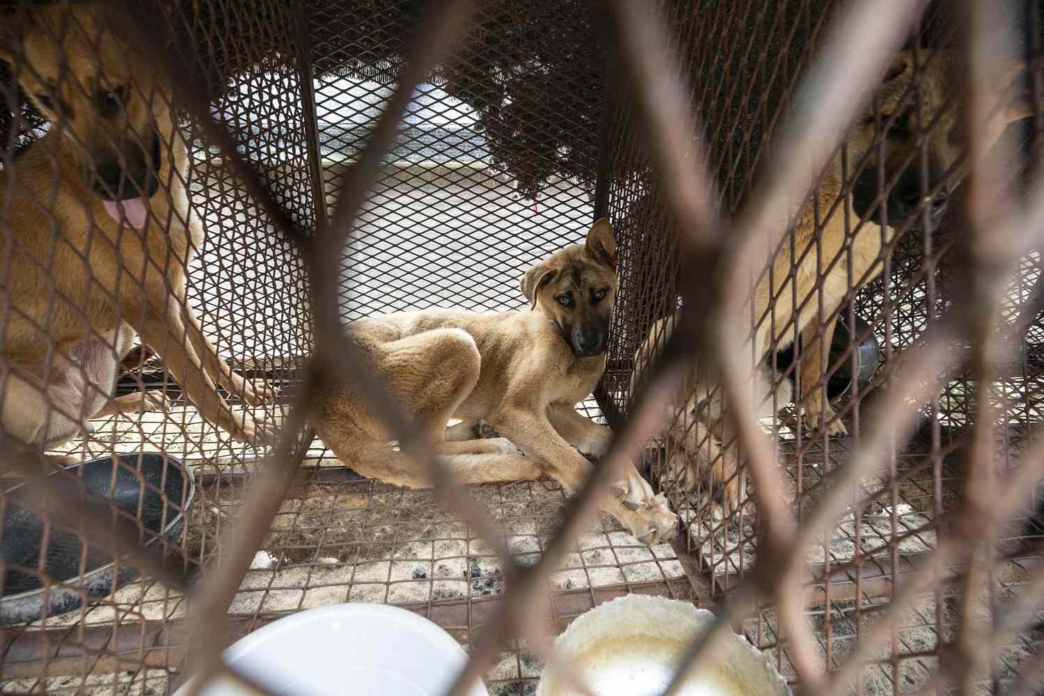 韩国一家狗肉养殖场，一只关在笼子里的狗＂>
          </noscript>
         </div>
        </div>
        <figcaption id=