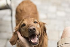 A golden retriever looks up adoringly at its owner.