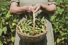 woman holding a basket of freshly picked fava beans