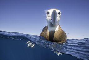 在水下的布朗领导的信天翁静止在水面和摄影师非常感兴趣,新西兰北岛。
