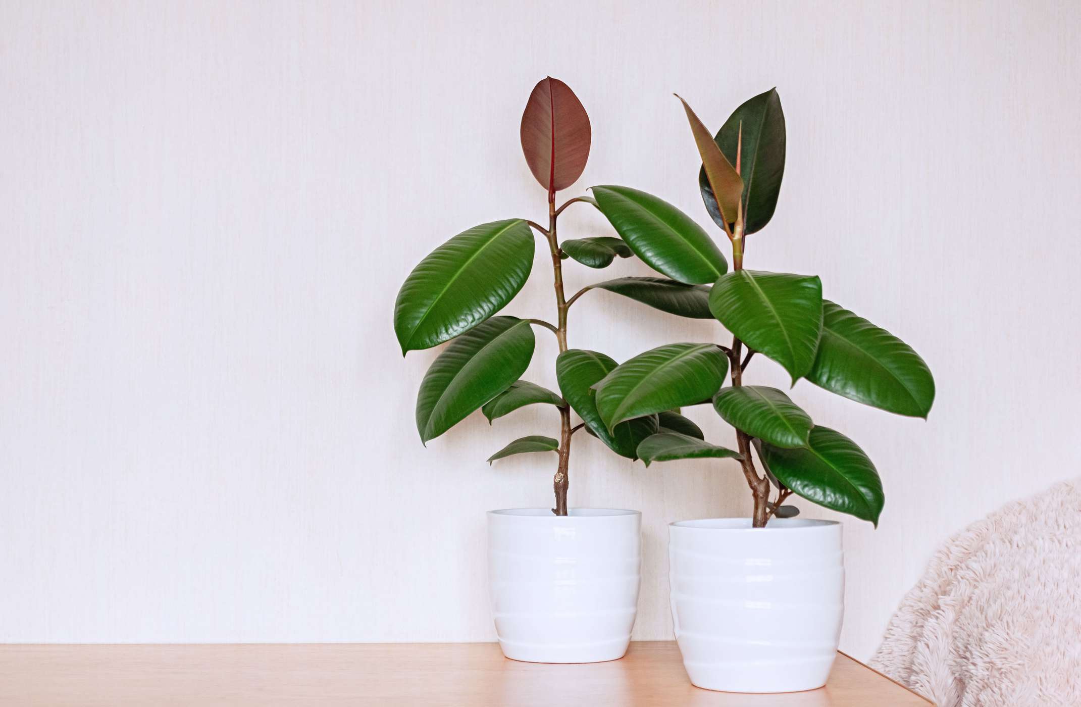 两个室内植物在白色的陶瓷花盆。榕树上的弹力光背景”width=
