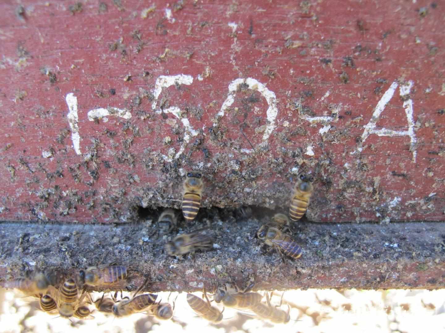 蜜蜂把动物粪便涂抹在蜂巢的入口处。