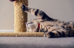 Cat scratching a post
