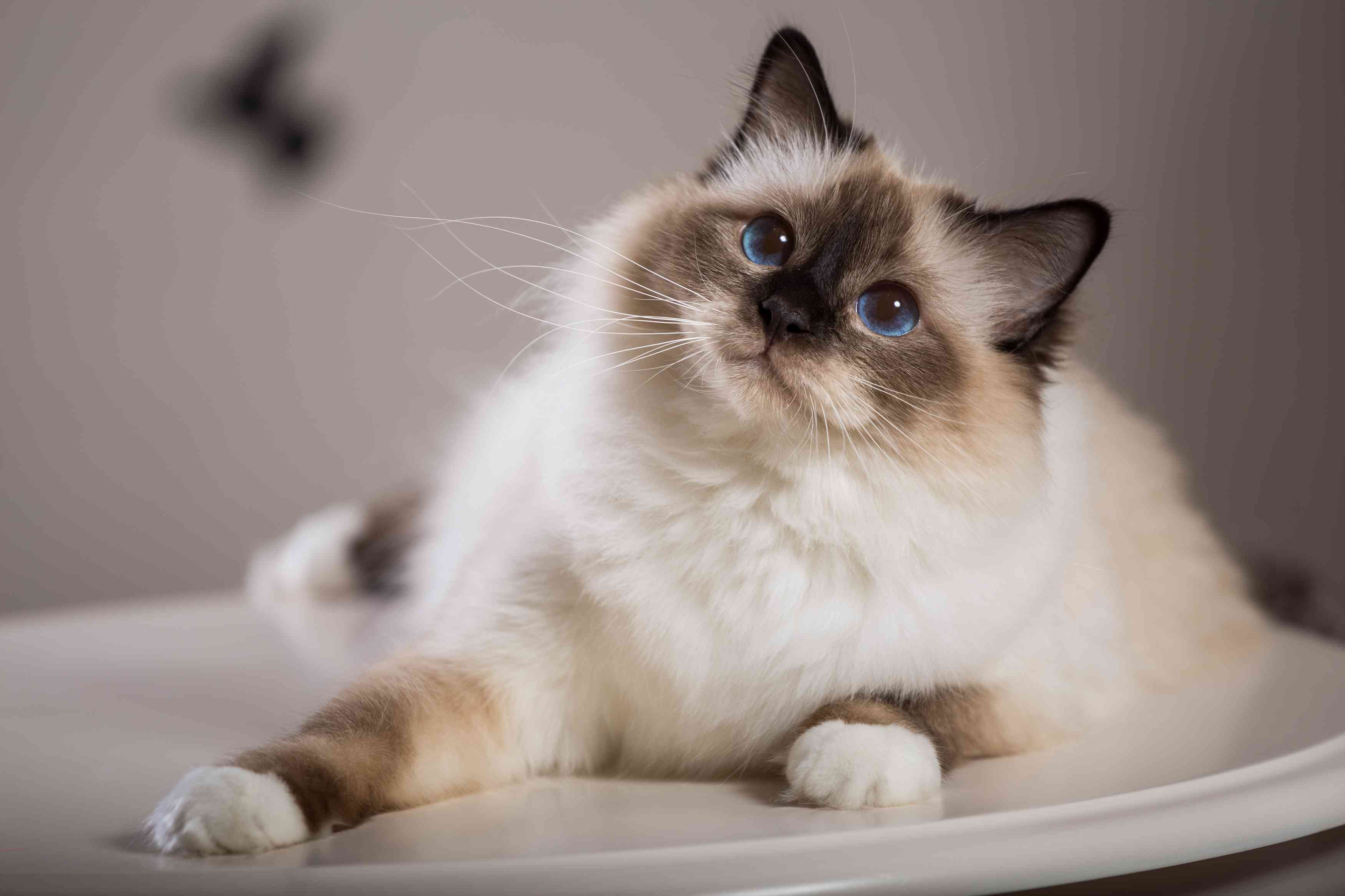 蓝眼睛的伯曼猫猫坐在一个圆形,白色的桌子