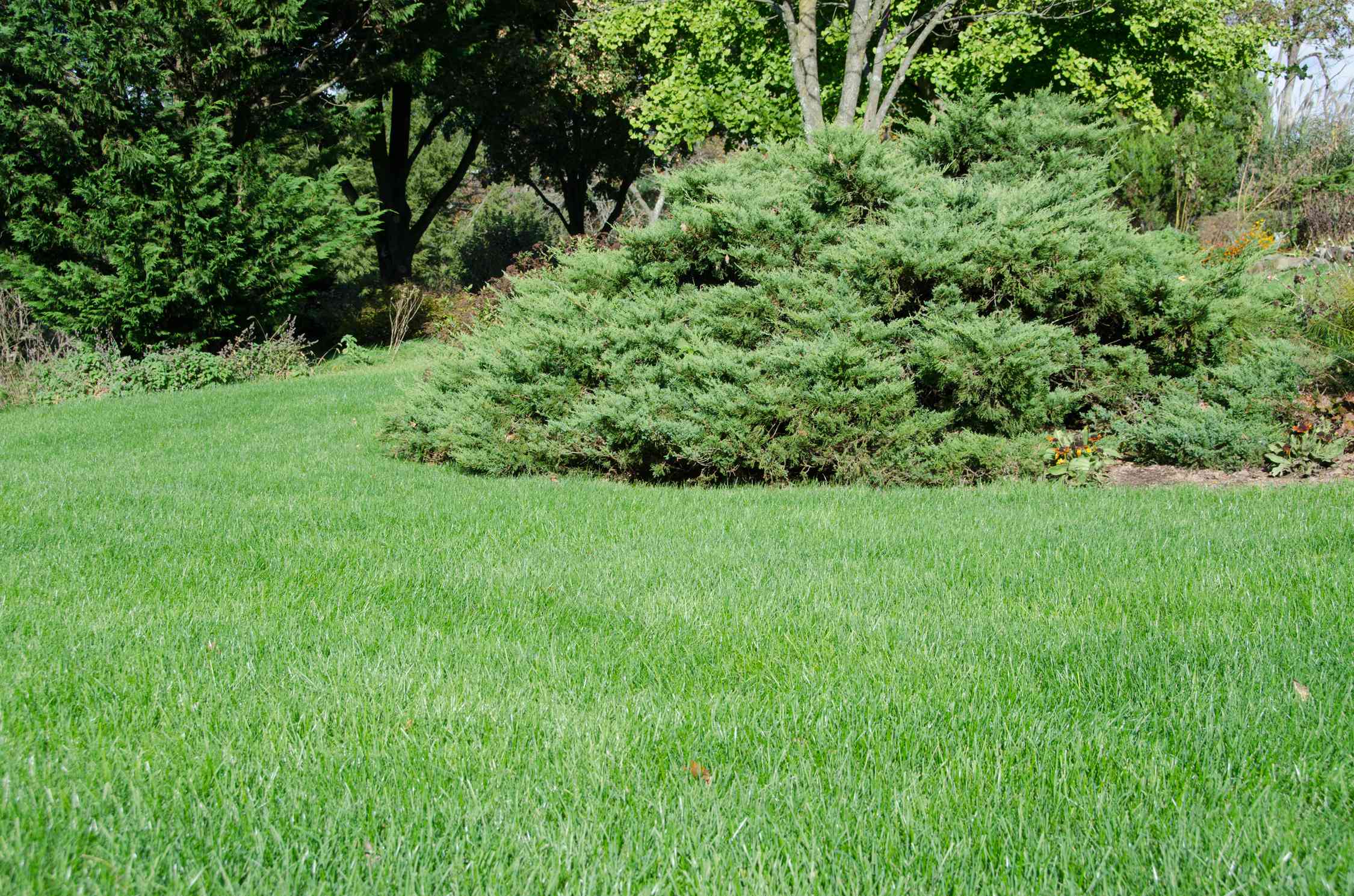 杜松树生长在土壤酸性的绿草地上＂width=