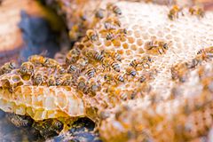 蜂巢中的野蜂蜜蜜蜂。