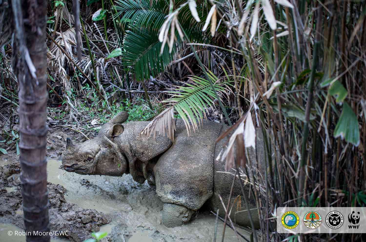 爪哇犀牛在印度尼西亚的泥里打滚