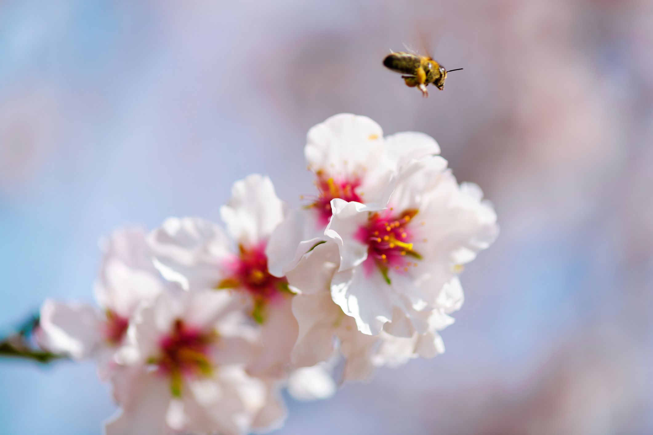 蜜蜂在杏花上空盘旋＂width=